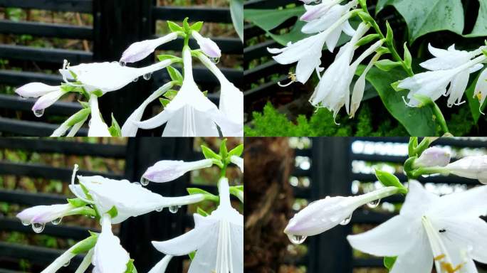 雨后的花