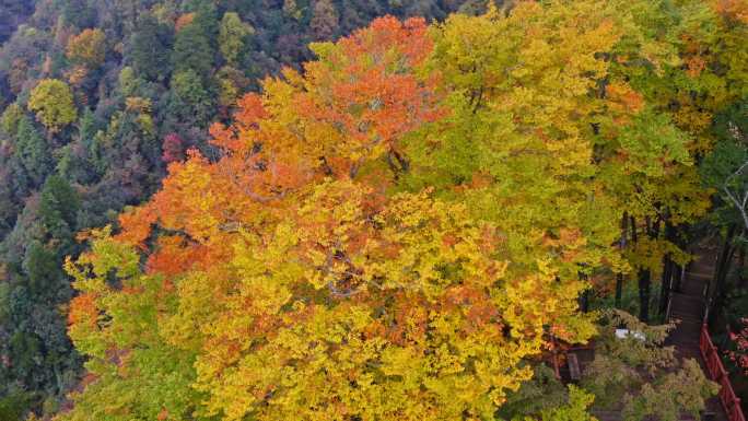 四川巴中光雾山云飞岭