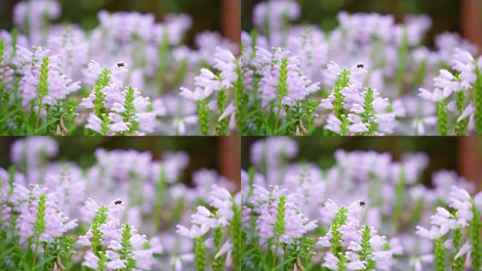 小蜜蜂在花丛中采蜜爬行