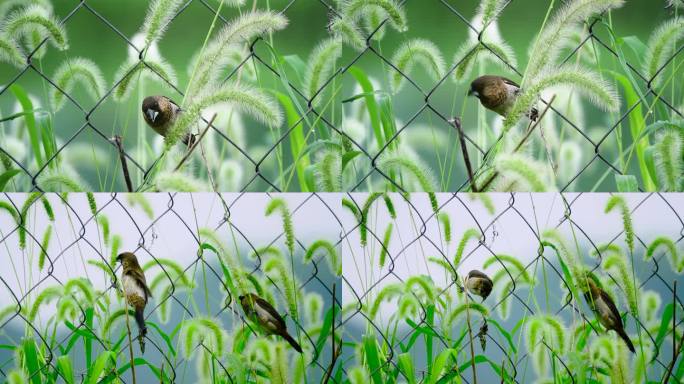 禾雀采食狗尾草升格