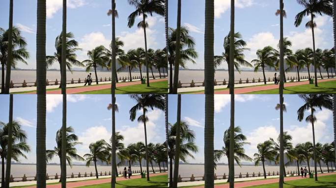 椰子树游客骑行散步珠海情侣路海边