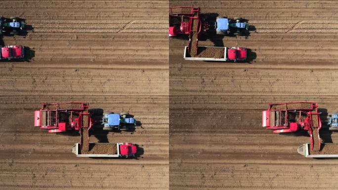 拖拉机、卡车和农业机械收获新鲜土豆鸟瞰图