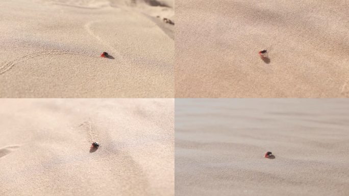 沙漠里的虫子犹如人生