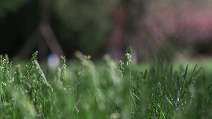 春天 公园草地 花园植被实拍