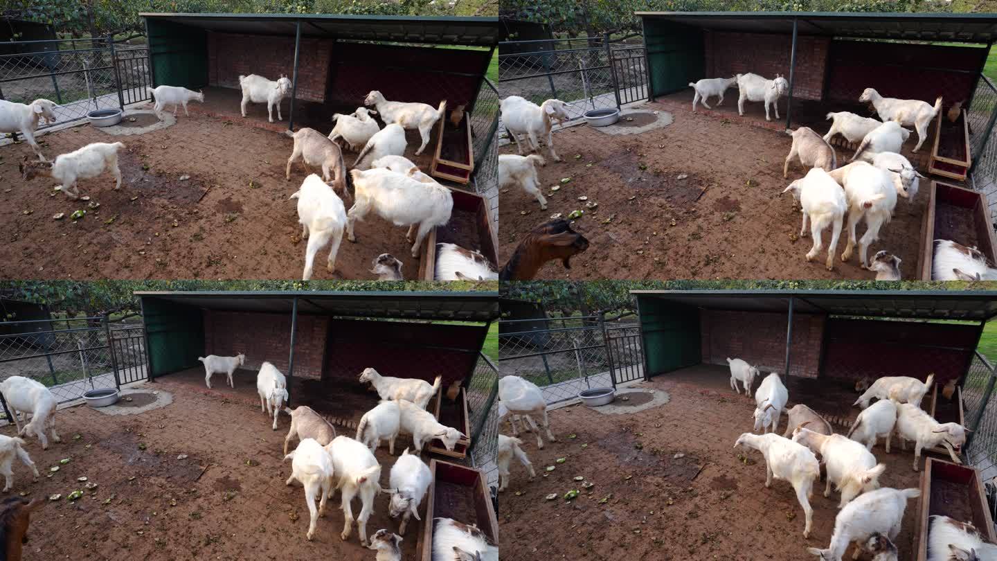 农村羊圈养羊养殖