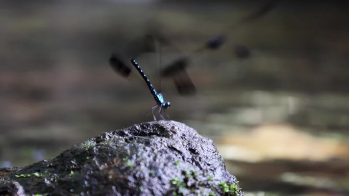 蜻蜓 水波纹