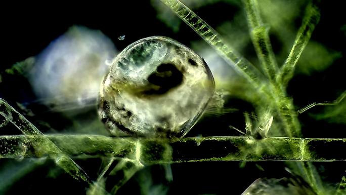 池塘水蚤藻类生物游动细胞