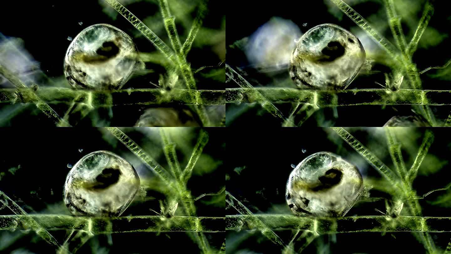 池塘水蚤藻类生物游动细胞