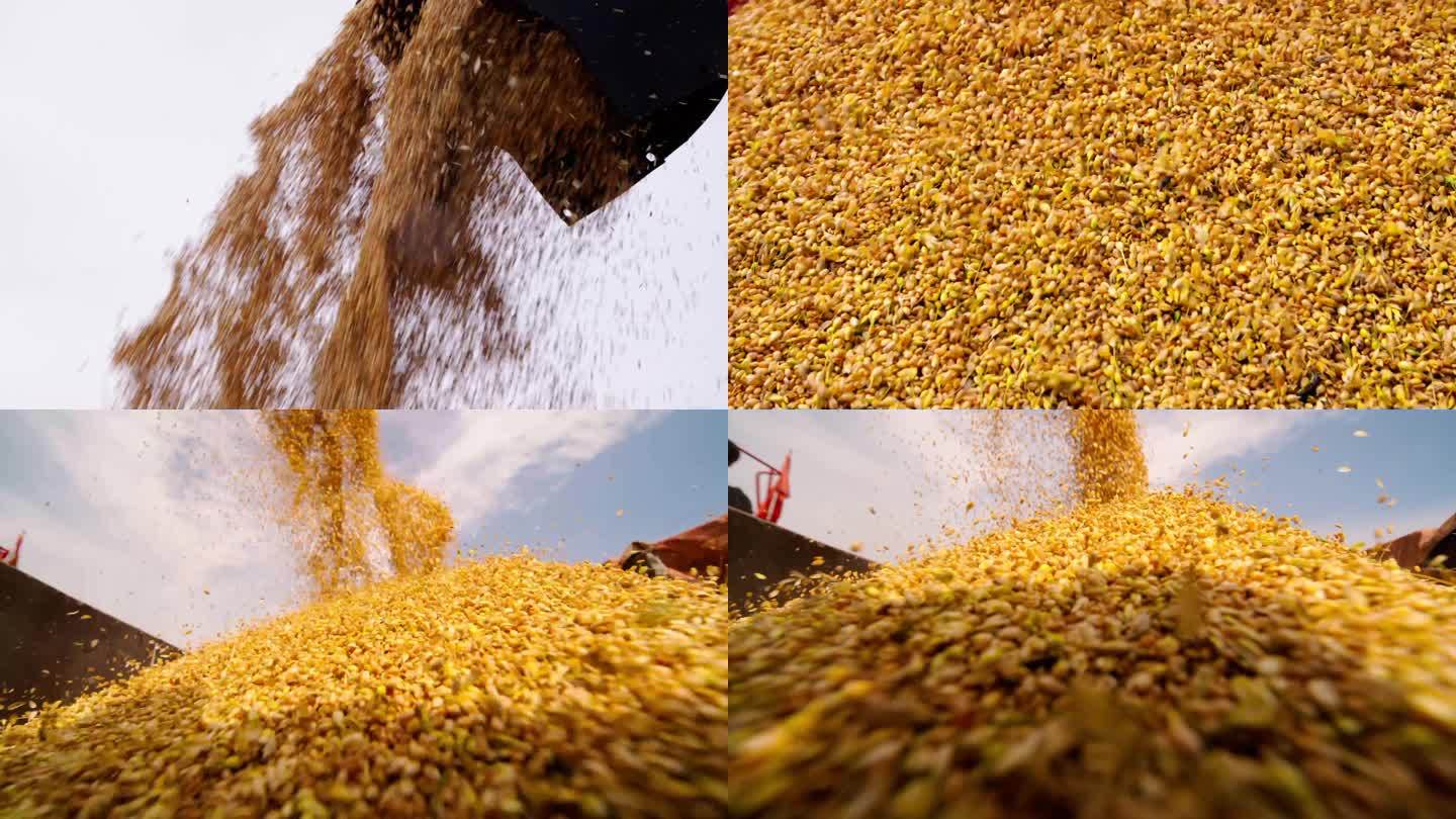 小麦收割农民收获慢动作