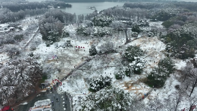 【御3拍摄】武汉东湖雪景梅园