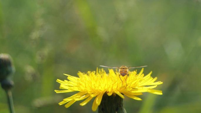 蝴蝶蜜蜂