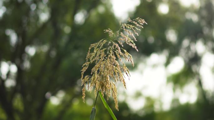 芦苇户外自然生态苇絮