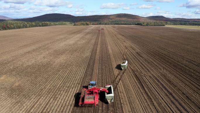 秋季收获新鲜土豆的拖拉机、卡车和农业机械鸟瞰图
