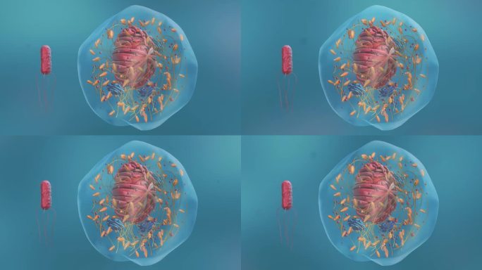 医学真核细胞病毒病菌细胞形态展示动画