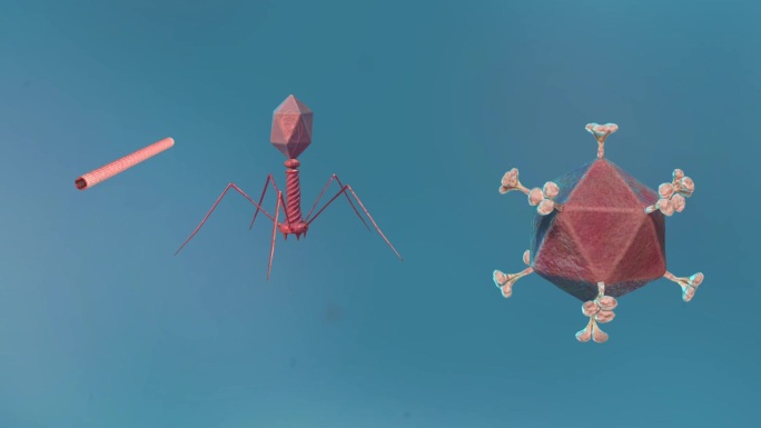 病毒细胞形态类型医学三维动画复杂病毒体形