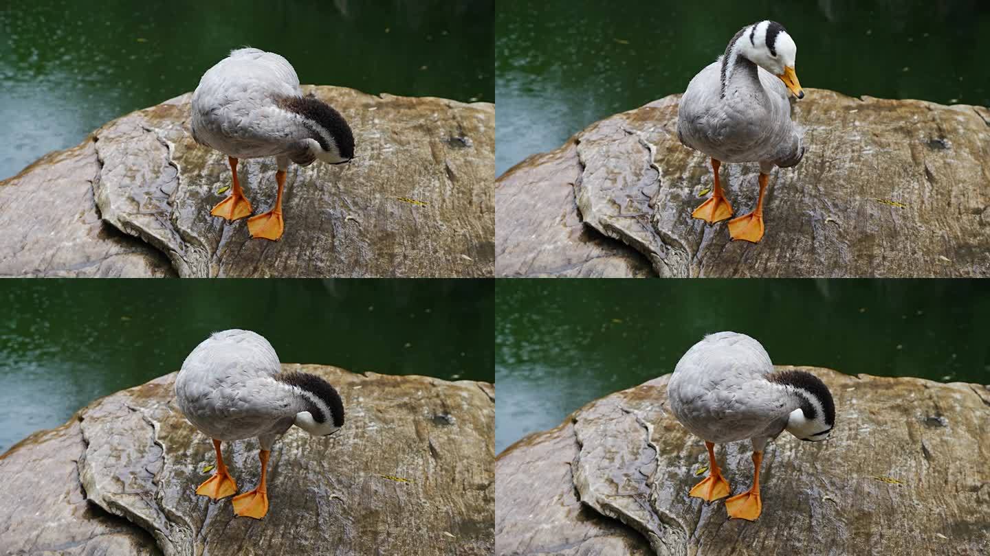 雨天鸭子斑头雁在岸边梳理羽毛