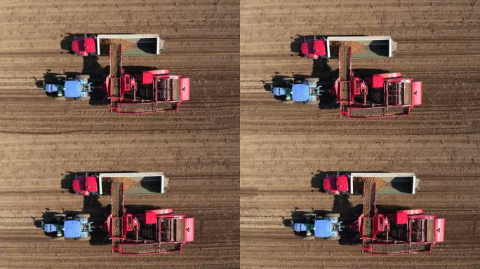 拖拉机、卡车和农业机械收获新鲜土豆鸟瞰图