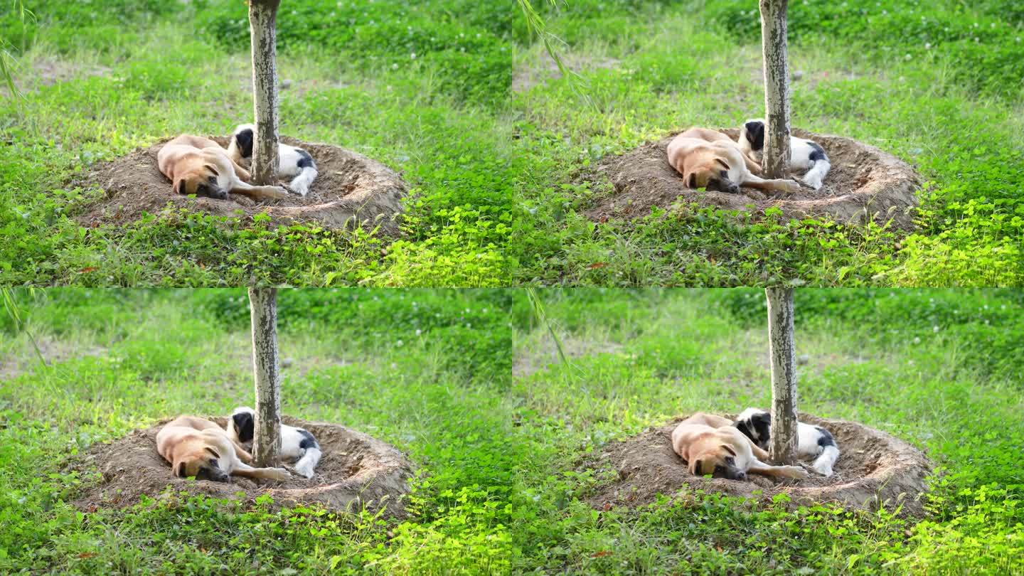 两只流浪狗躺在草地上休息