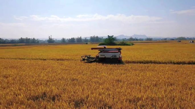 航拍收割机割稻子丰收机械化生产