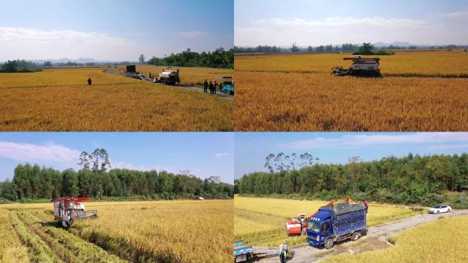 航拍收割机割稻子丰收机械化生产