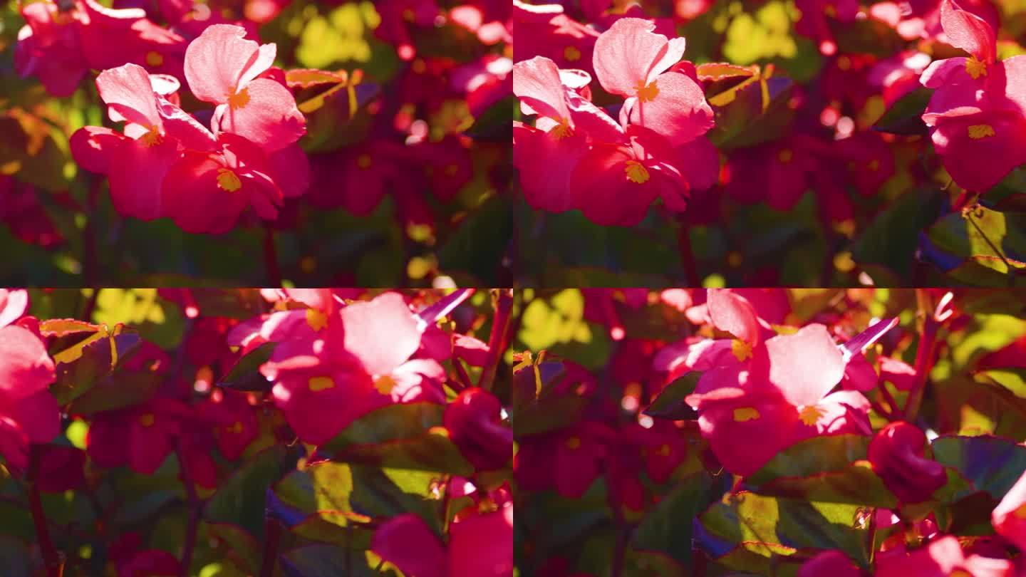 4k红花喜庆画面空镜自然美