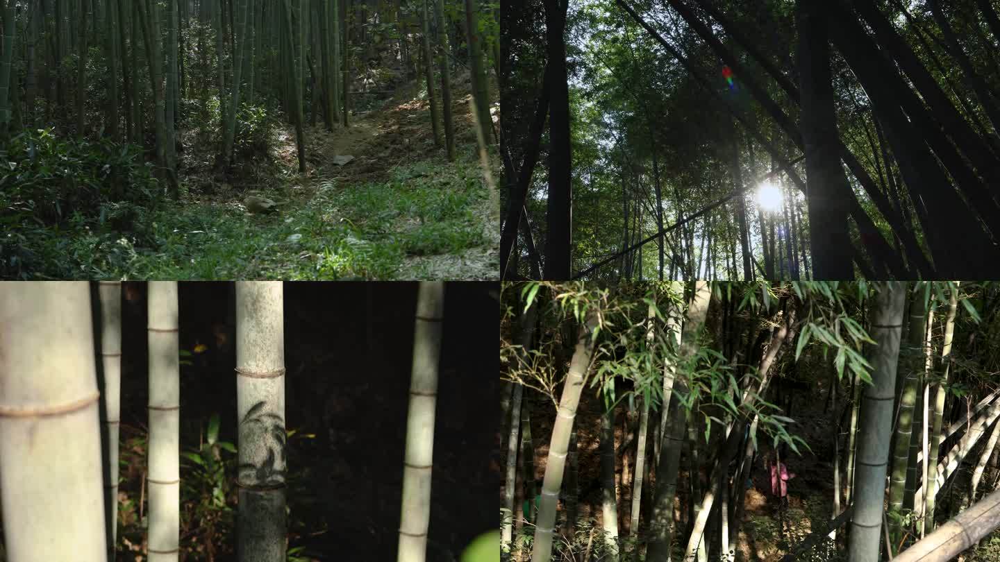 山里原生态竹子竹林素材