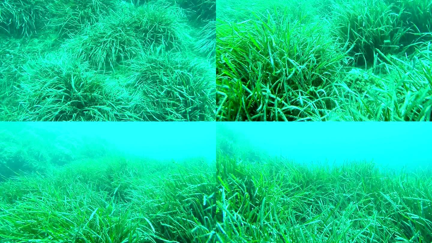 水下海藻水下海藻海底水草