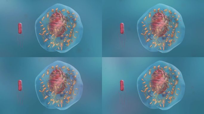 病毒细胞形态类型医学三维动画复杂病毒体形