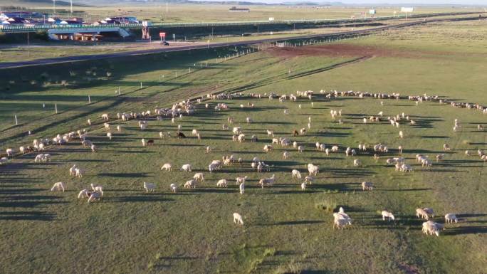 羊群航拍夕阳下奔跑的羊群草原