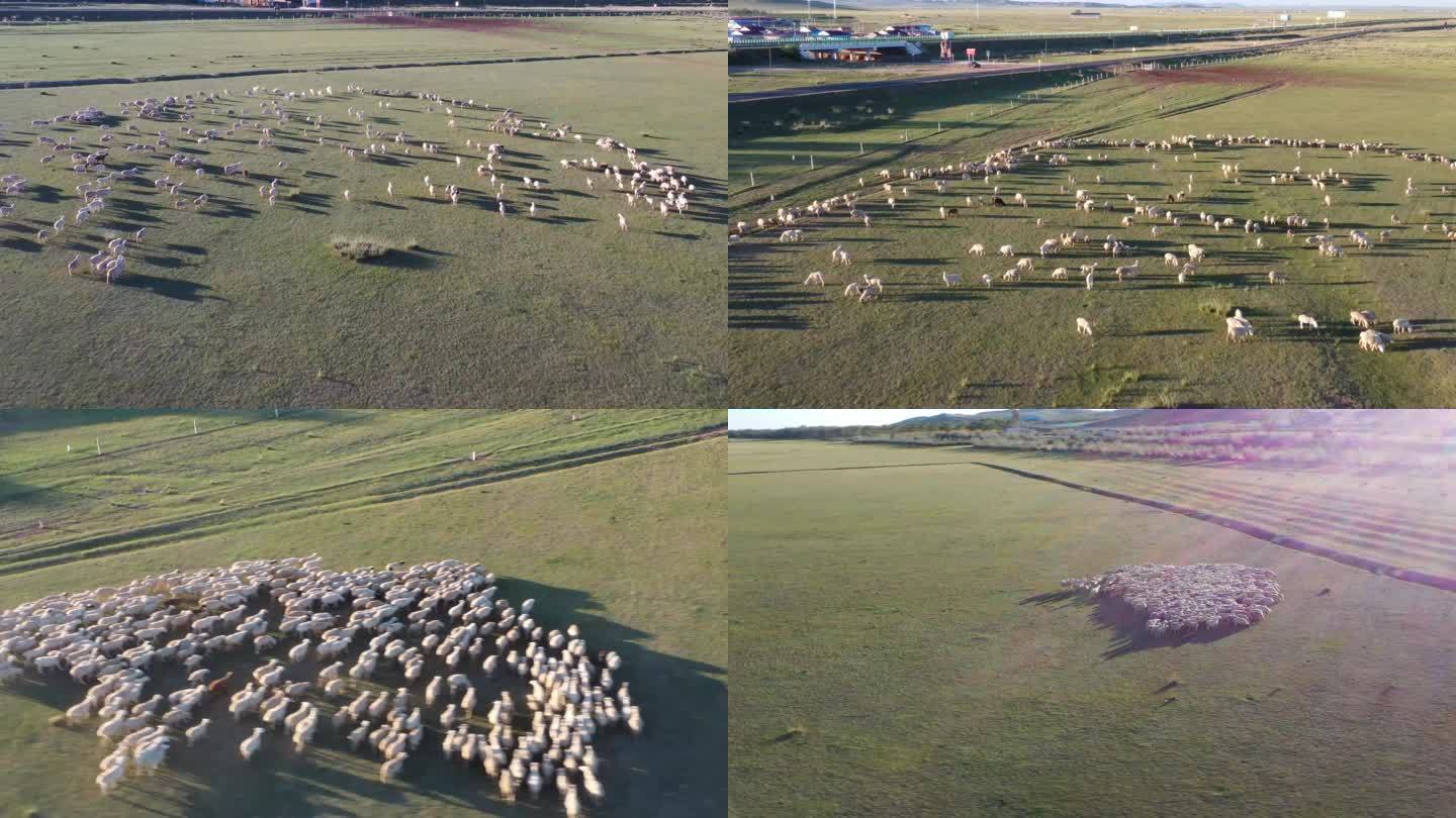 羊群航拍夕阳下奔跑的羊群草原