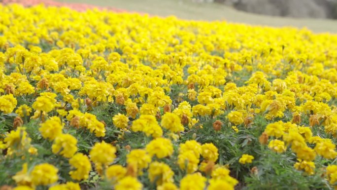 各种花海 粉色玫瑰花 一串红