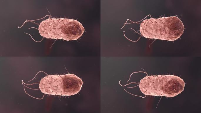流感病毒病原体细菌微生物