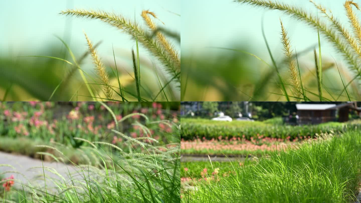 清风拂动的狗尾巴草