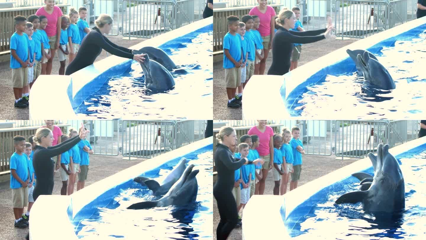 与海豚训练师一起进行海洋公园实地考察课程
