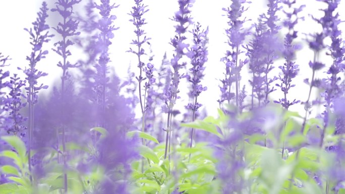 薰衣草实拍 花特写