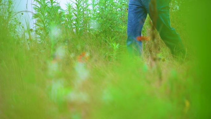 郊外散步 野草野花