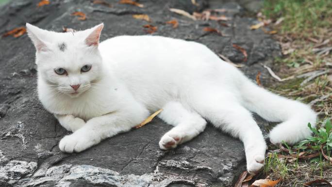 户外白猫躺在坐在地上