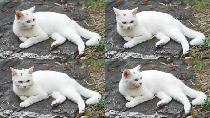 户外白猫躺在坐在地上