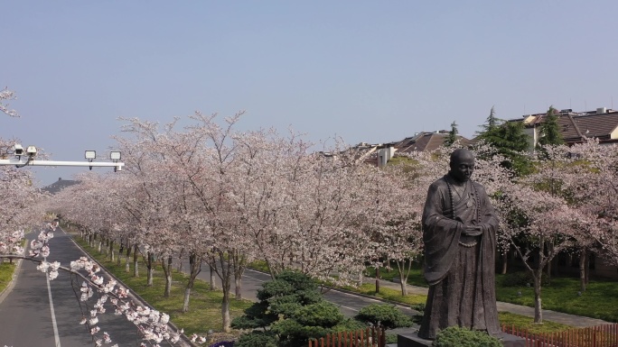 扬州鉴真樱花大道