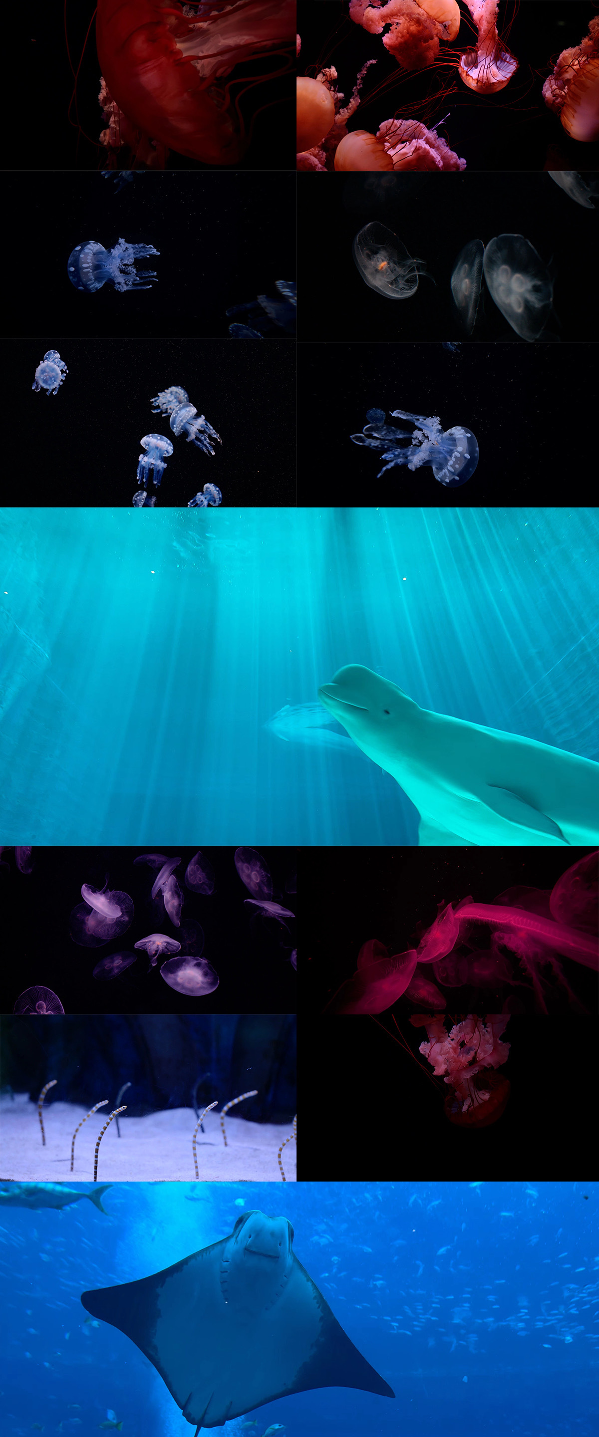 4k海洋生物水母白鲸珊瑚小丑鱼海龟等