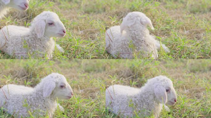 可爱的羊羔