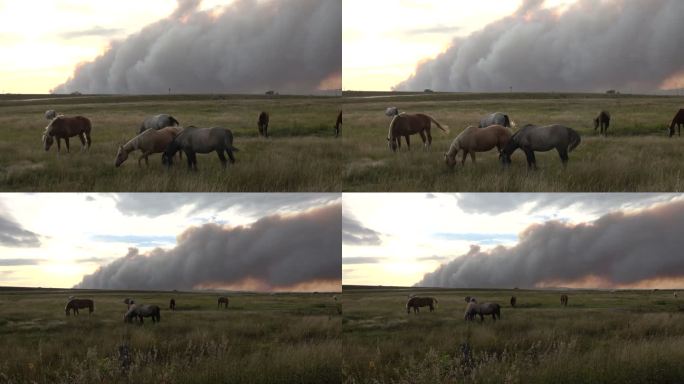 闪电引发的阿拉帕霍森林大火烧毁了放牧怀俄明州洛基山脉麦地的马