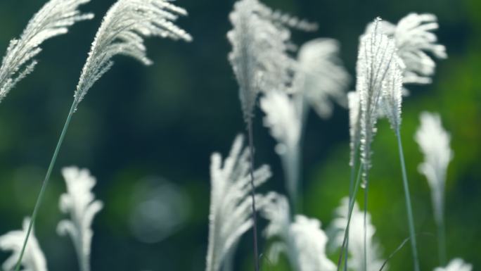 轻风中摇荡的芦苇