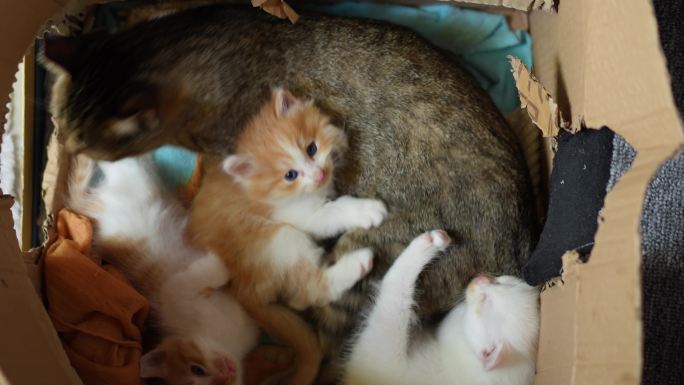 猫妈妈和一窝小猫躺在一起