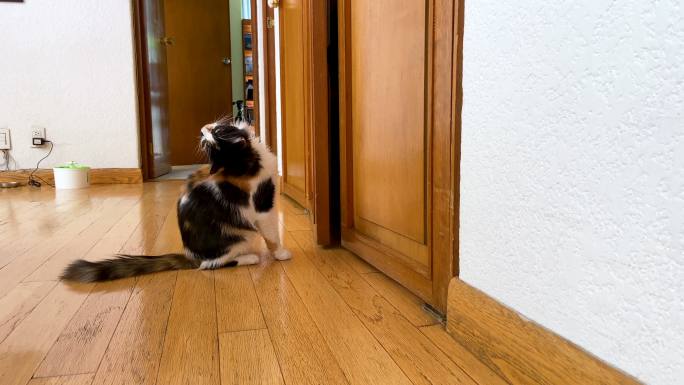 猫试图进入壁橱小猫进入门缝