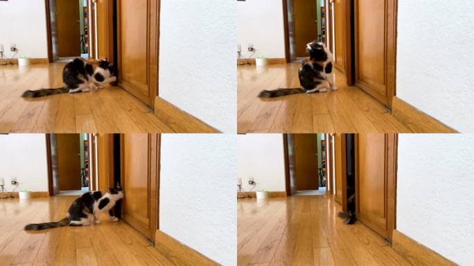 猫试图进入壁橱小猫进入门缝