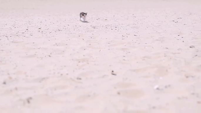 小猫咪海滩漂流记