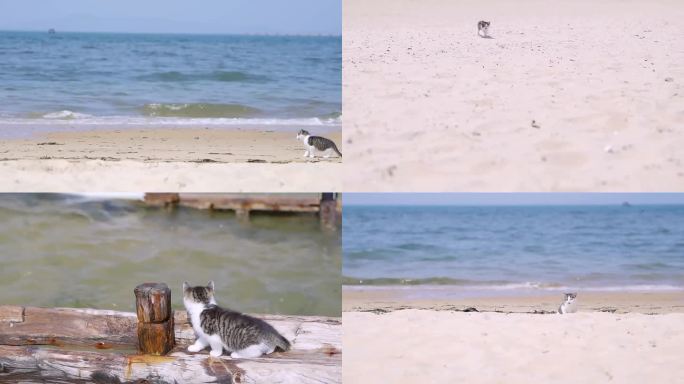 小猫咪海滩漂流记