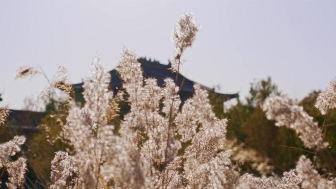 小河边随风摆动的芦苇絮唯美波光粼粼空镜头