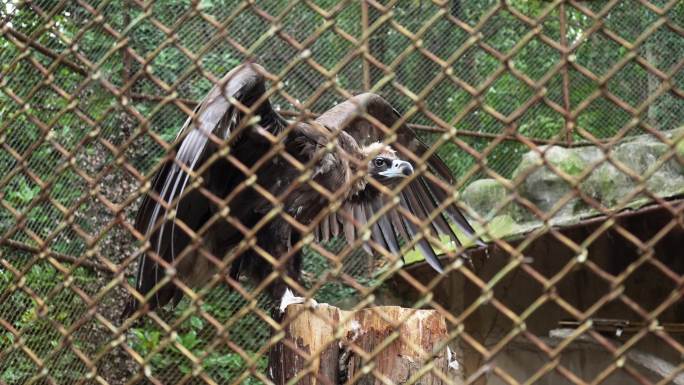 动物园笼子里的秃鹫 升格